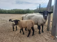 母羊, White Suffolk sheep — 照片 5