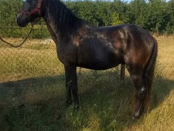 Horse (M), Hungarian horse breed