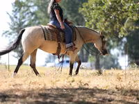 Égua, Quarter Horse — foto 8