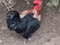 Chickens — الصورة 3