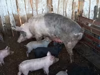 Schweine (Partie, Geschlecht nicht angegeben), Schweine — Foto 4