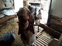 Nőstény kecske, Beetal goats — 7. fotó