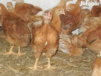 Chickens — photo 4