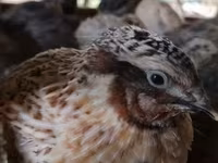 Quails — foto 1