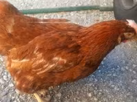 Chickens — الصورة 2