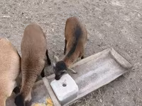 Kos, Cameroon sheep — 3. fotó