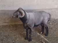 كبش, الأغنام — الصورة 1