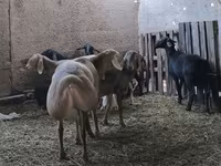 Beran, Arashan sheep — foto 6