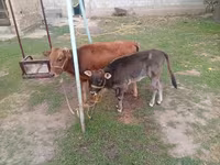 Kuh, Swiss cattle — Foto 2