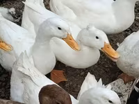 Német Pekin — 1. fotó