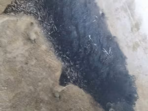 Süldőanya, Мангалица