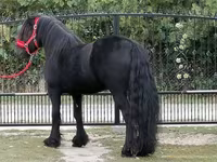 At, Fell pony — foto 3