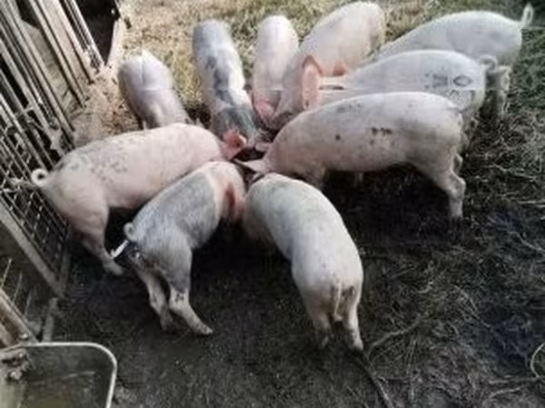 Шошқалар (топ, жынысы көрсетілмеген), Шошқалар — Венгрия