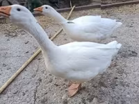 Geese — zdjęcie 3