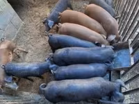 خنزير ذكر, الخنازير — الصورة 3