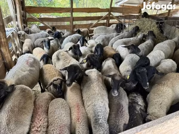 Oveja, Tsigai sheep — Hungría
