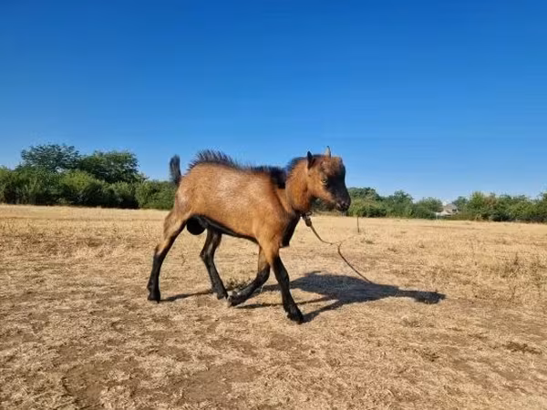 Kozioł, Kozy — Węgry