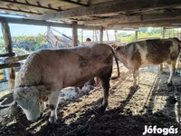 Toro, Charolais cattle — foto 2