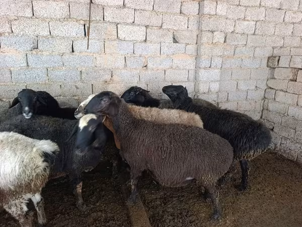 Sheep, Sheep
