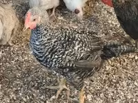 Guinea fowl — foto 2