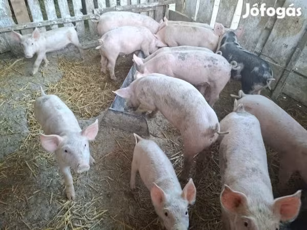 Sow, Крупная белая