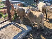 Juh, Tsigai sheep — 6. fotó