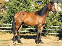 Kanca, Hungarian horse breed — 2. fotó