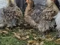 Pékin Bantam — photo 2