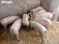 Süldőanya, Sertések — 1. fotó