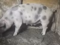 母猪, Pigs — 照片 5