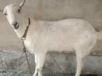 बकरियाँ (लॉट, लिंग निर्दिष्ट नहीं), Barbari goats — फ़ोटो 1