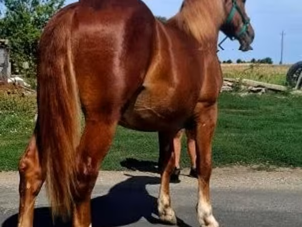 公马, Horses