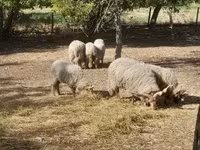 Schaf, Racka sheep — Foto 3