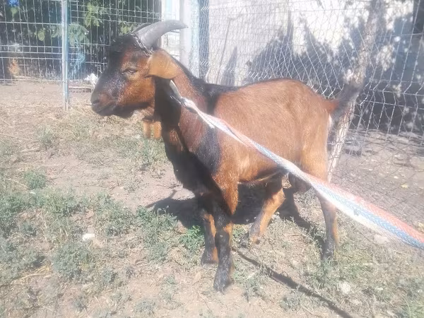 Billy Goat, Goats