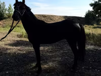 خيول (دفعة، الجنس غير محدد), American shetland pony — الصورة 5