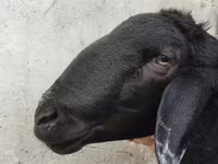 Ram, Hissar sheep — photo 3