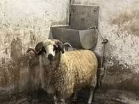 Kos, Racka sheep — 4. fotó