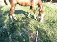 Caballo, Russian Don — foto 4