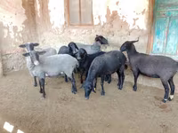 نعجة, Romanov sheep — الصورة 1