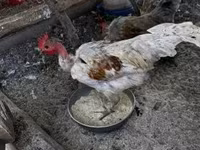 Chickens — 2-сурет