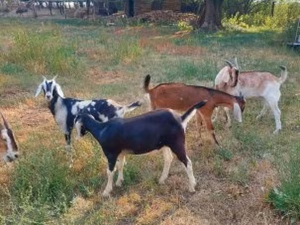 Bak, Nubian Goat