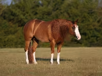 Cheval, Quarter Horse — photo 2