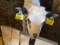 Cow, Holstein breed — photo 1