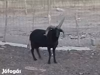Kos, Shetland sheep — 3. fotó