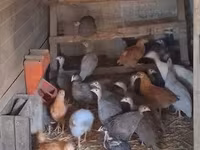 Guinea fowl — 1-сурет