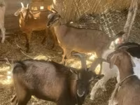 母山羊, Goats — 照片 3