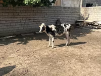 İribuynuzlu mal-qara (partiya, cinsi göstərilməyib), Russian Black pied cattle — foto 1