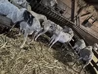 भेड़, भेड़ — फ़ोटो 5