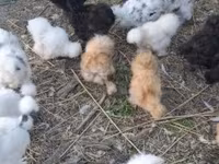 डेनिश हेन — फ़ोटो 4