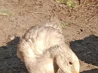 Domestic Muscovy — photo 1